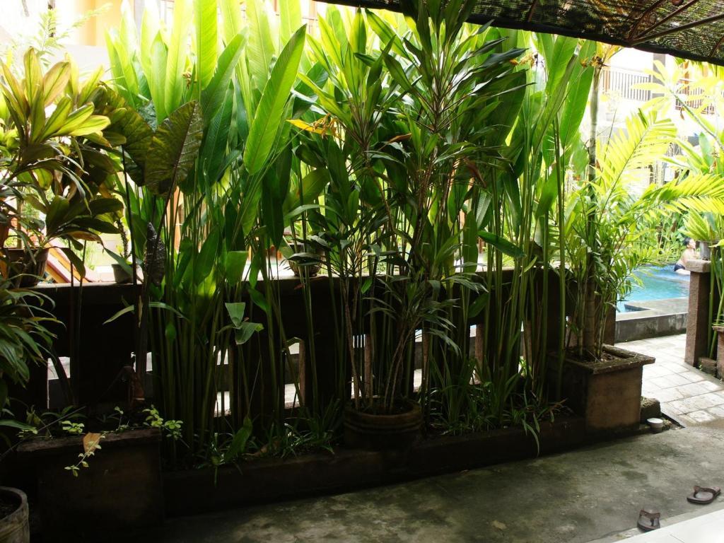 Waringin Homestay Kuta Lombok Dış mekan fotoğraf